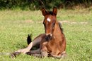foal sitting pixabay