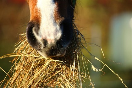 horse eating © Pixabay