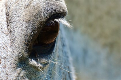 horse eye © Alexas Fotos pixabay