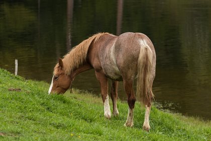 horse grazing free from pexel