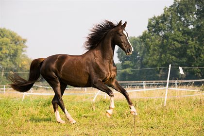 horse running in field pixabay