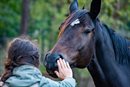 woman patting horse free from pixabay