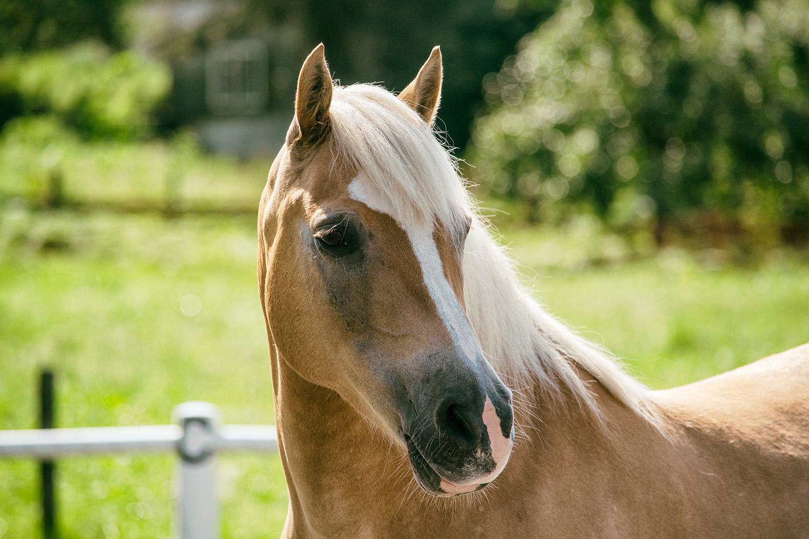 A SOCIAL LICENCE FOR EQUESTRIAN SPORTS