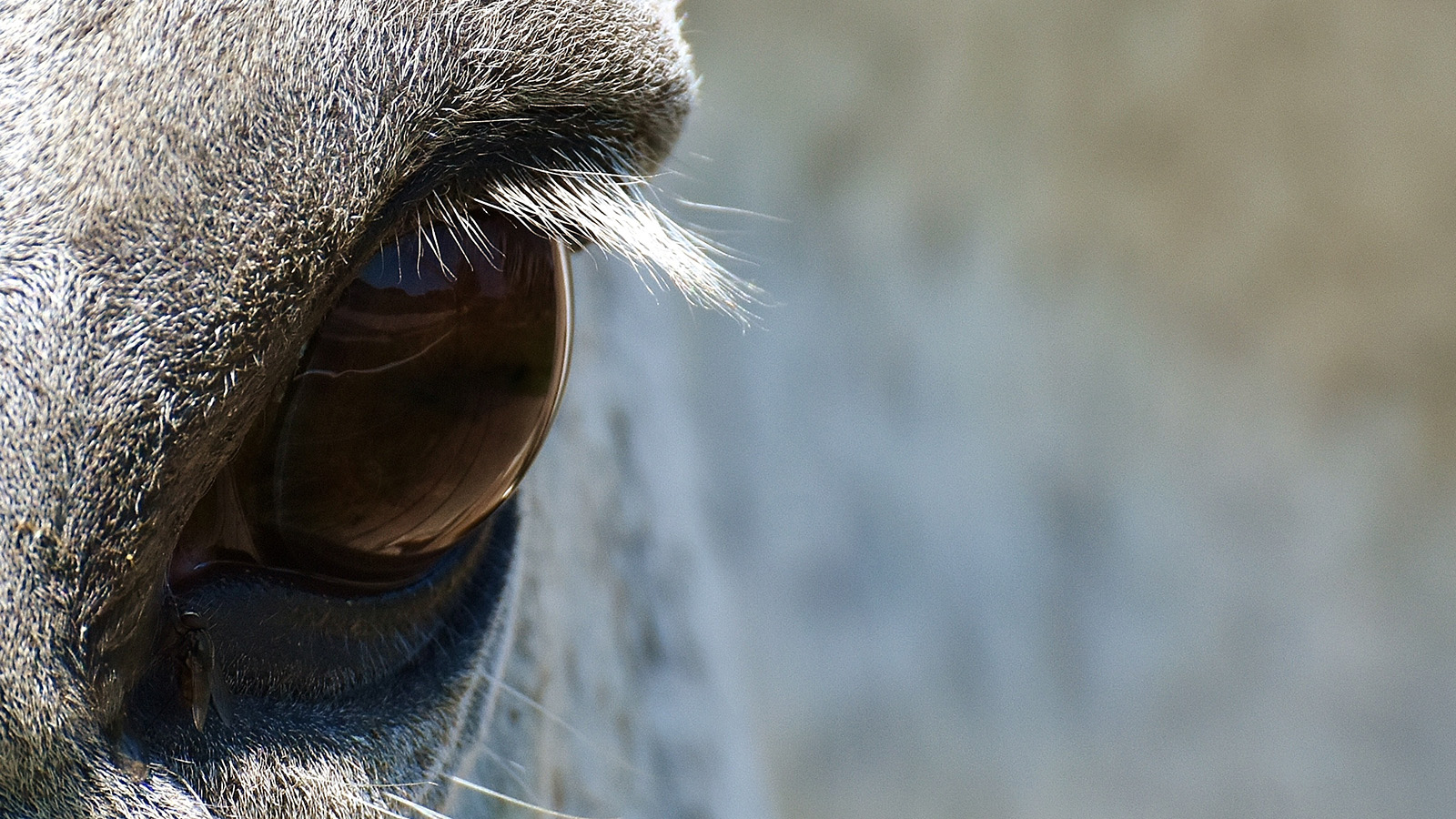 THROUGH A <br>HORSE’S EYES