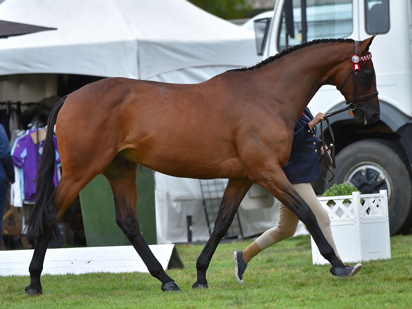 FROM RACECOURSE TO ROYAL WINDSOR