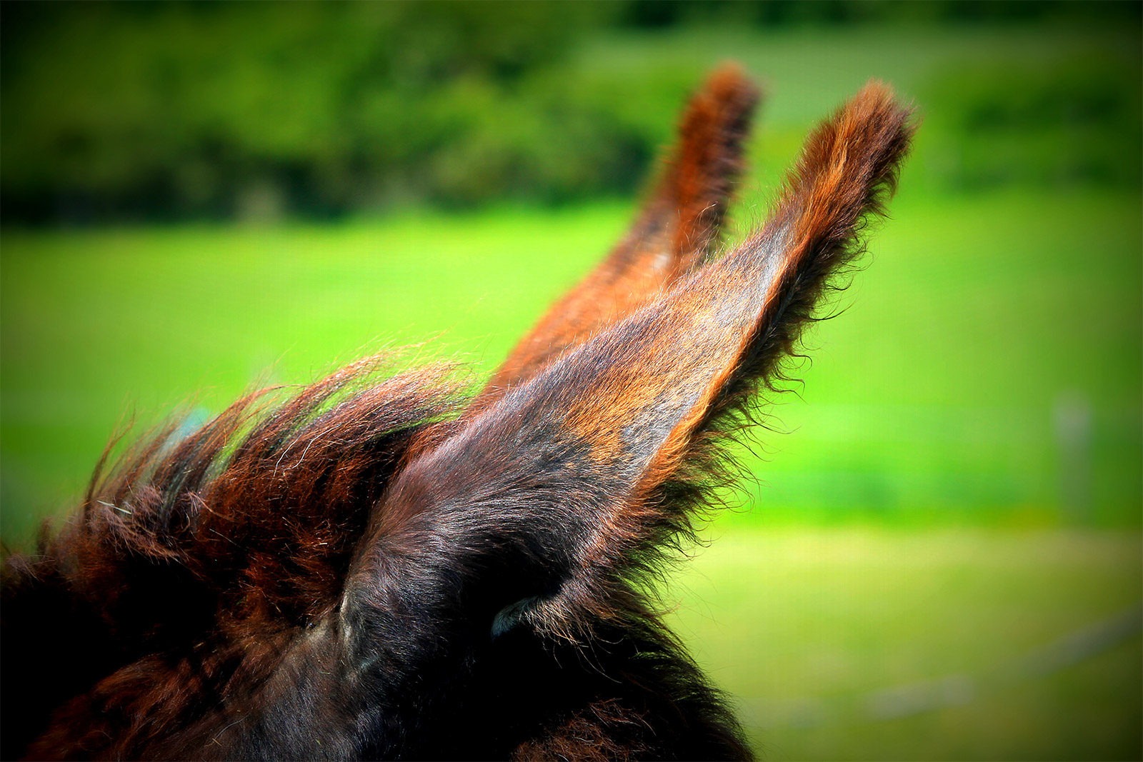 WHO SAYS MULES <br>CAN’T JUMP?