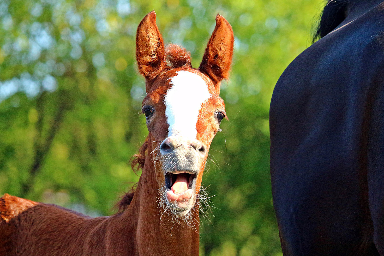 FOAL DIARRHOEA <br>(DON’T PANIC!)