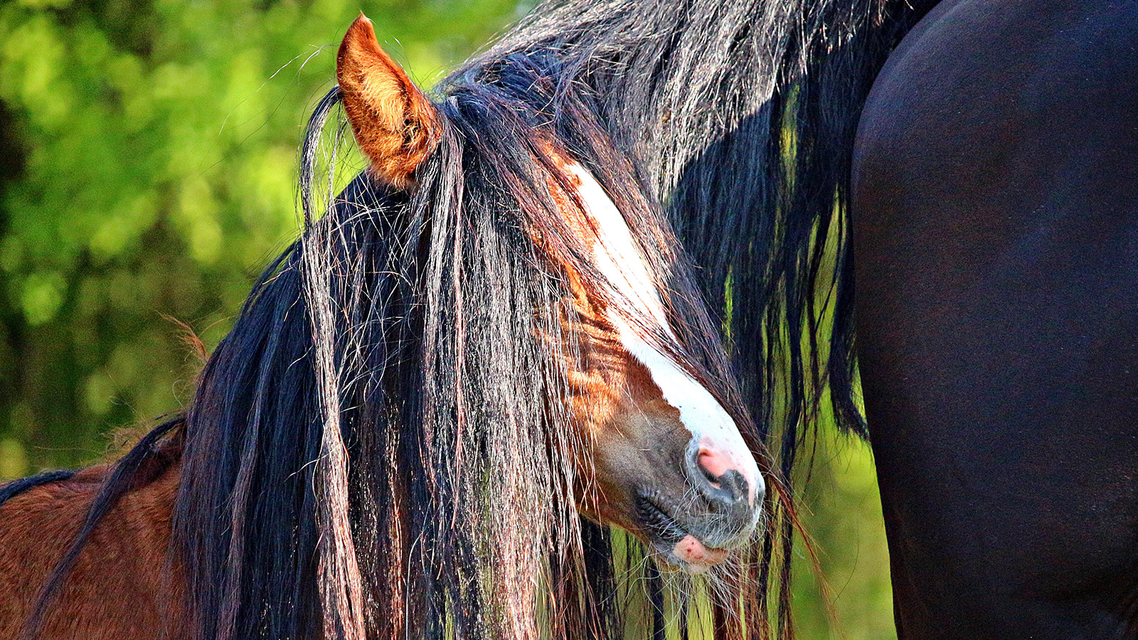 FOAL DIARRHOEA PART 2: INFECTIOUS DIARRHOEA