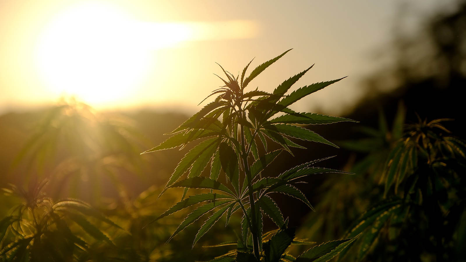 MEDICINAL CANNABIS FOR HORSES