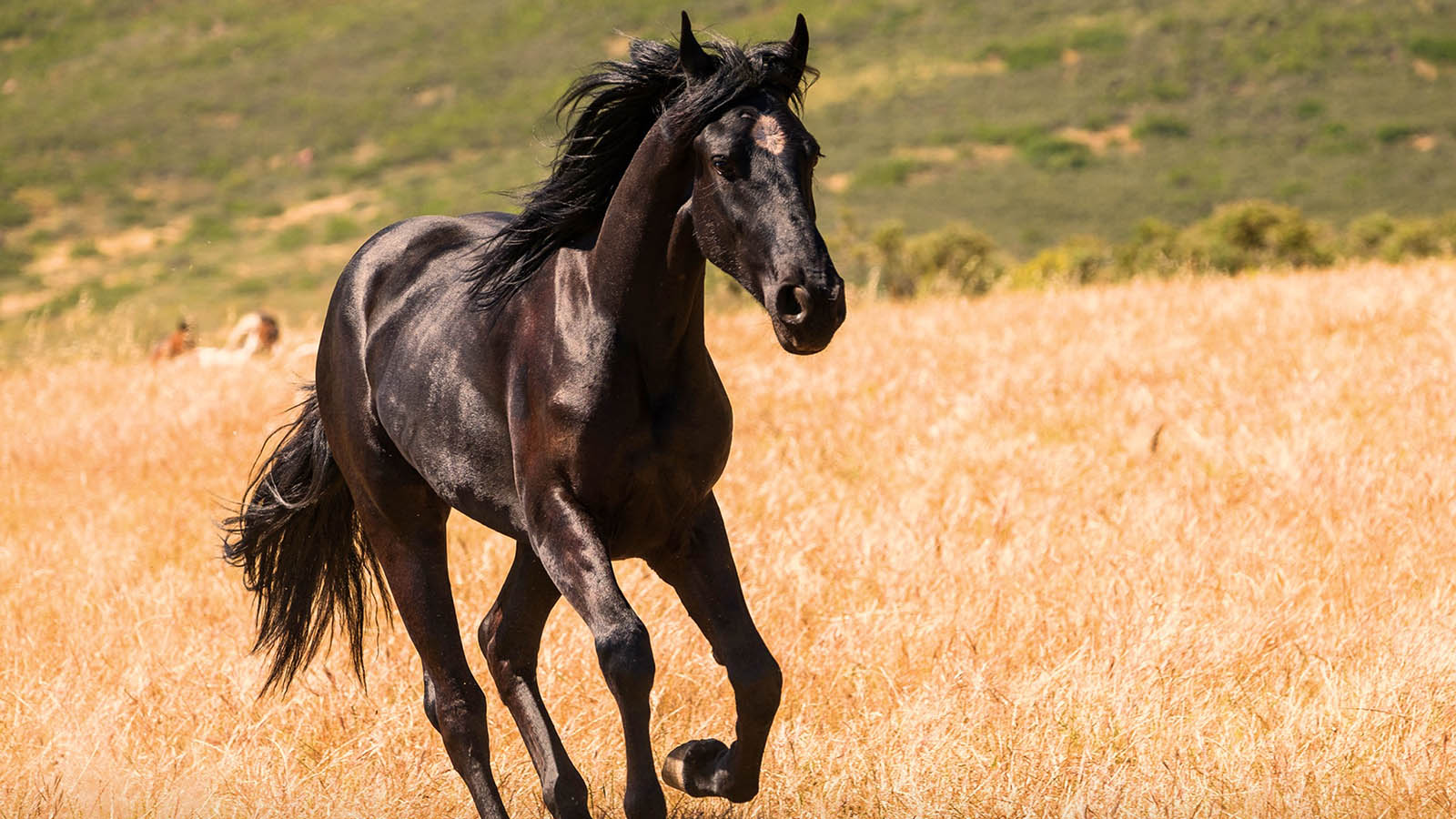 BLACK BEAUTY RIDES AGAIN