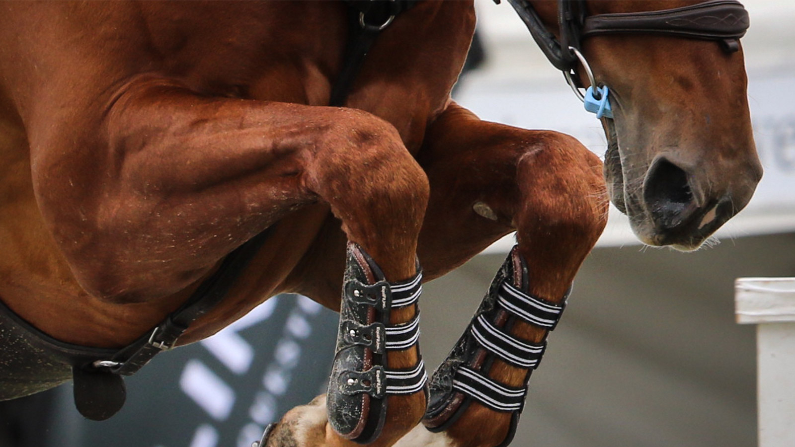 EQUINE DIGESTIVE HEALTH: OMEPRAZOLE & THE MICROBIOME