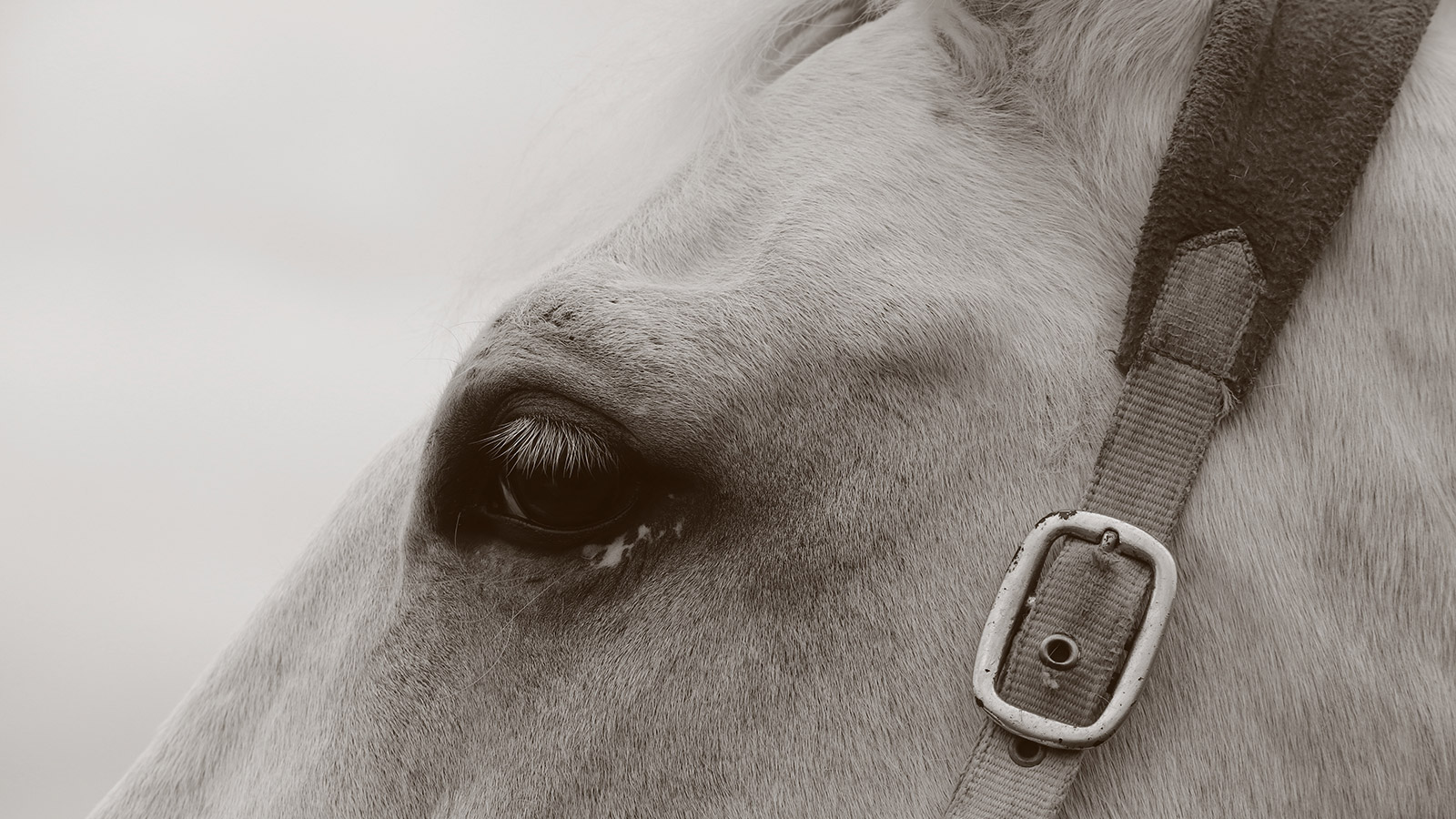 THE RIDDEN HORSE PAIN ETHOGRAM
