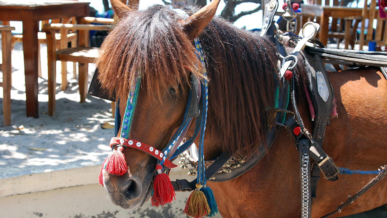 HELPING THE HORSES OF GILI