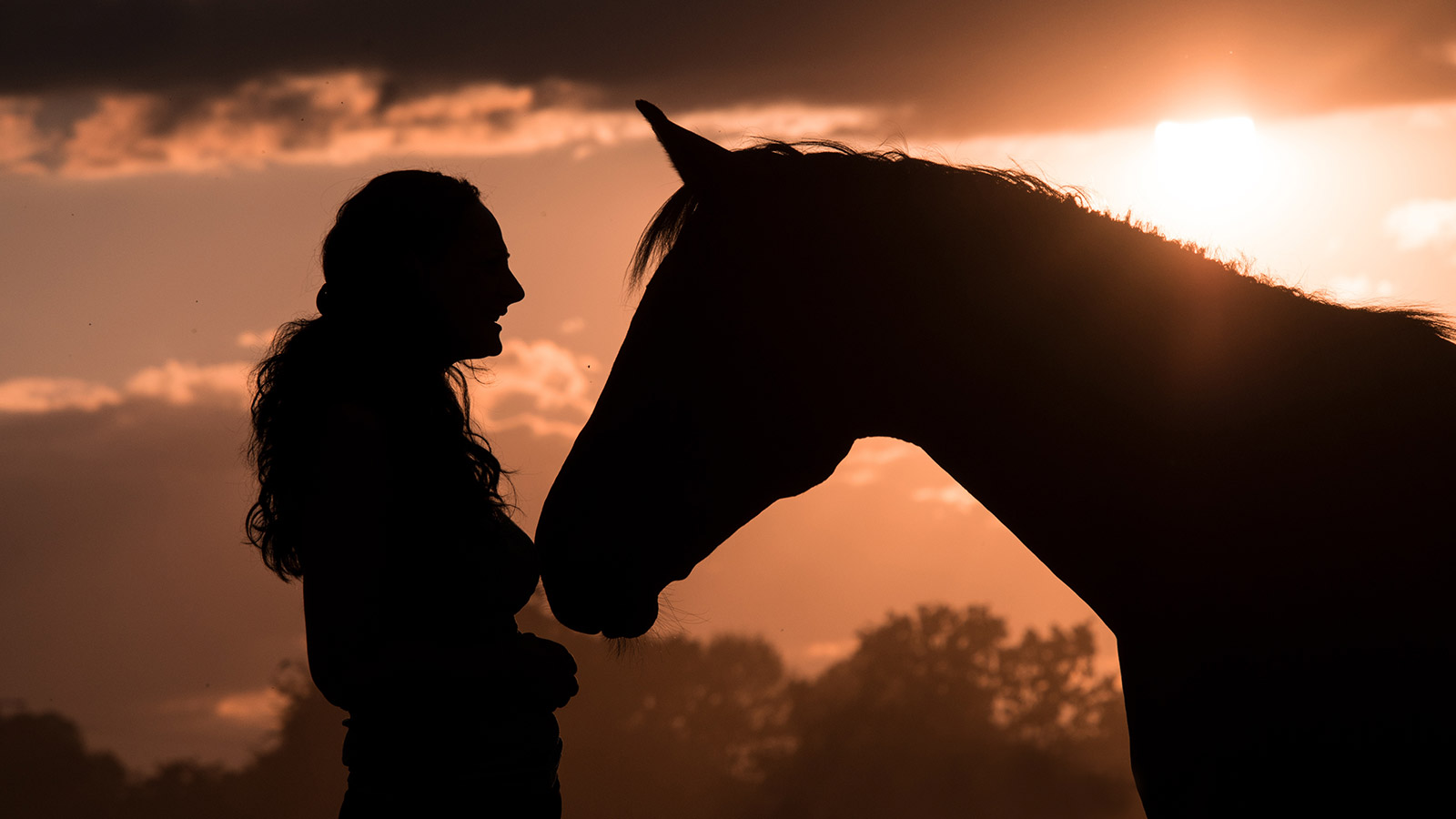 THE INS & OUTS OF BUYING A HORSE