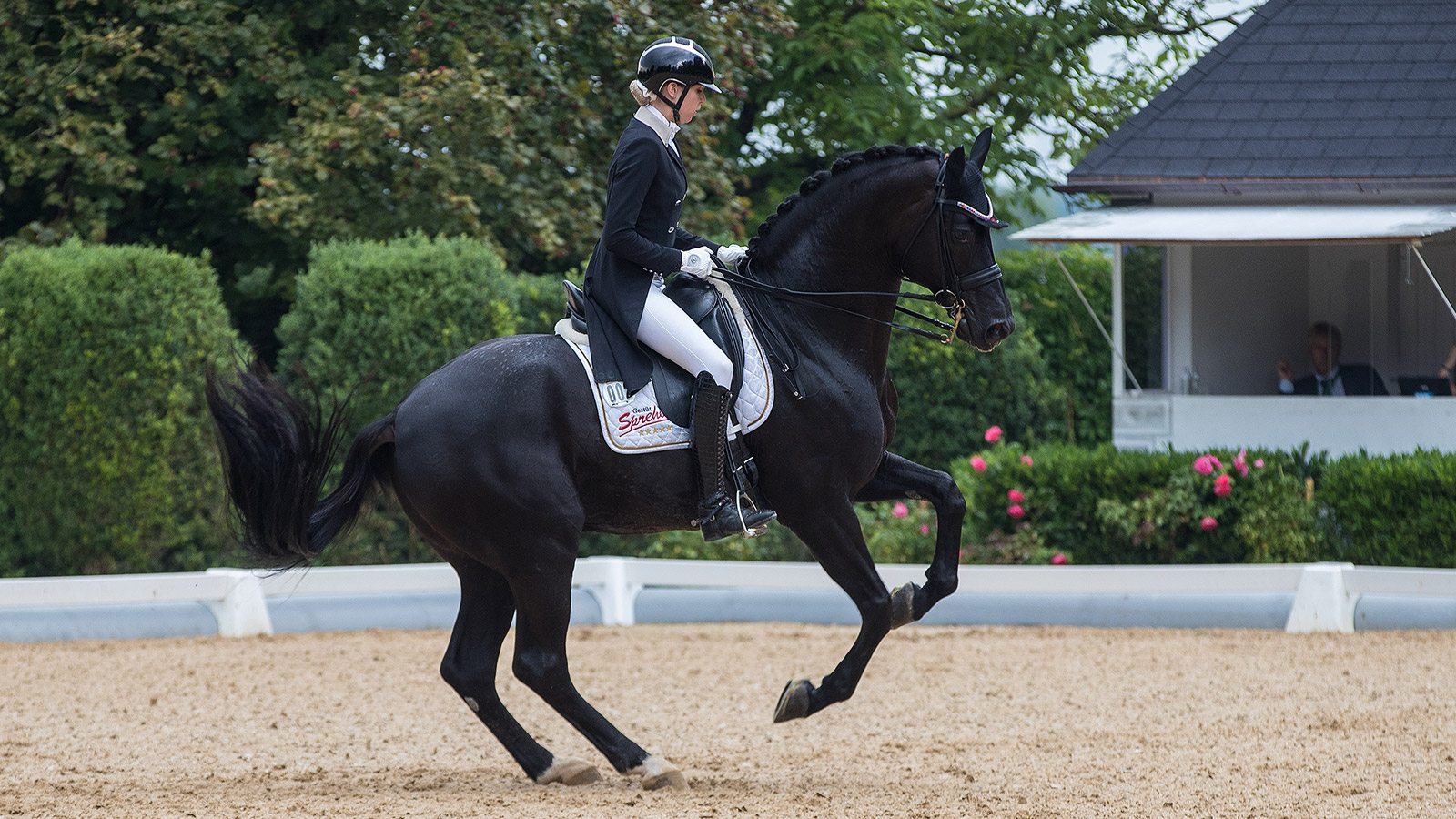 SELECTION DIFFICULTIES FOR AUSSIE DRESSAGE RIDERS