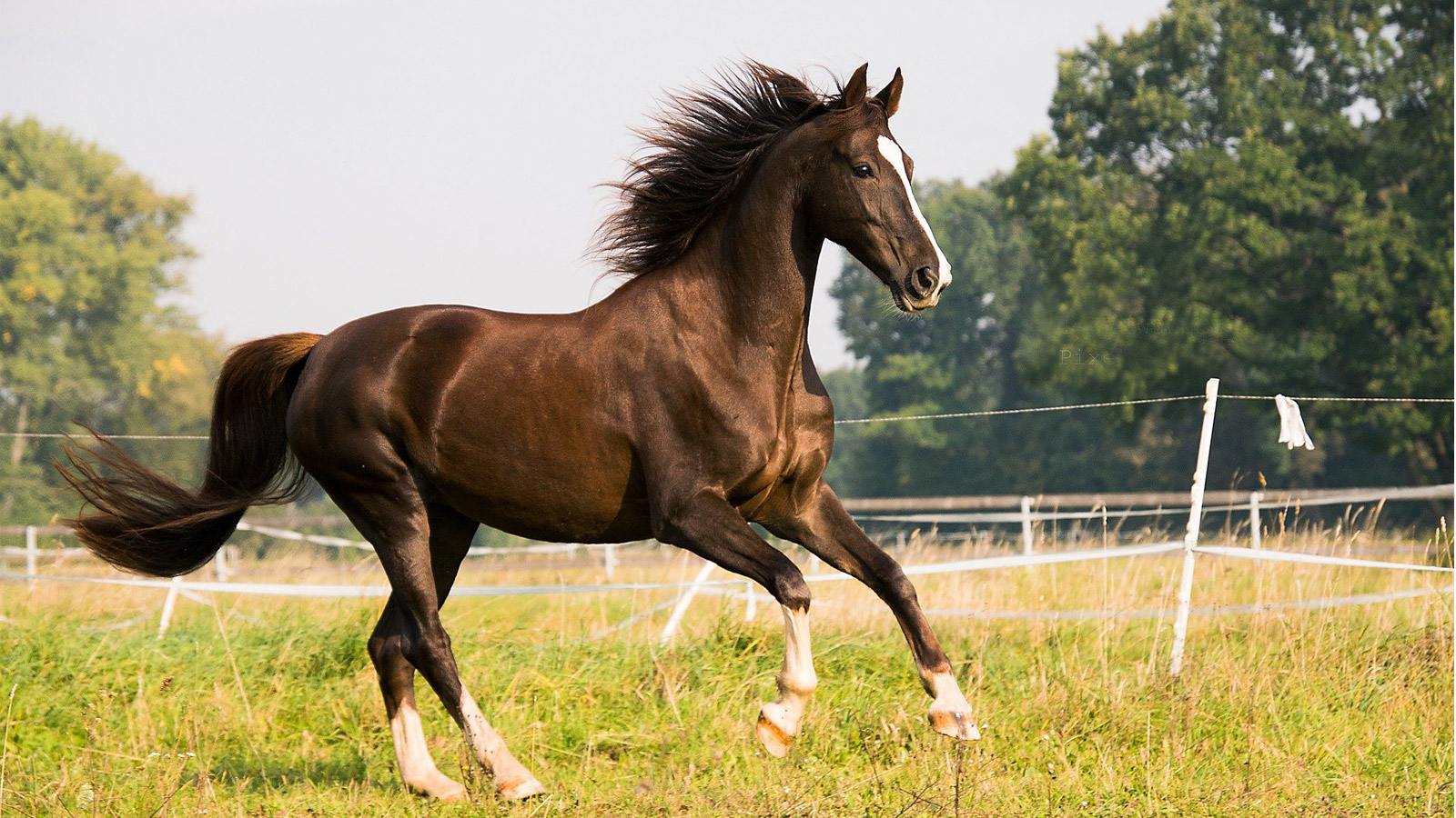 HOLD YOUR HORSES: FEEDING FOR COOLNESS