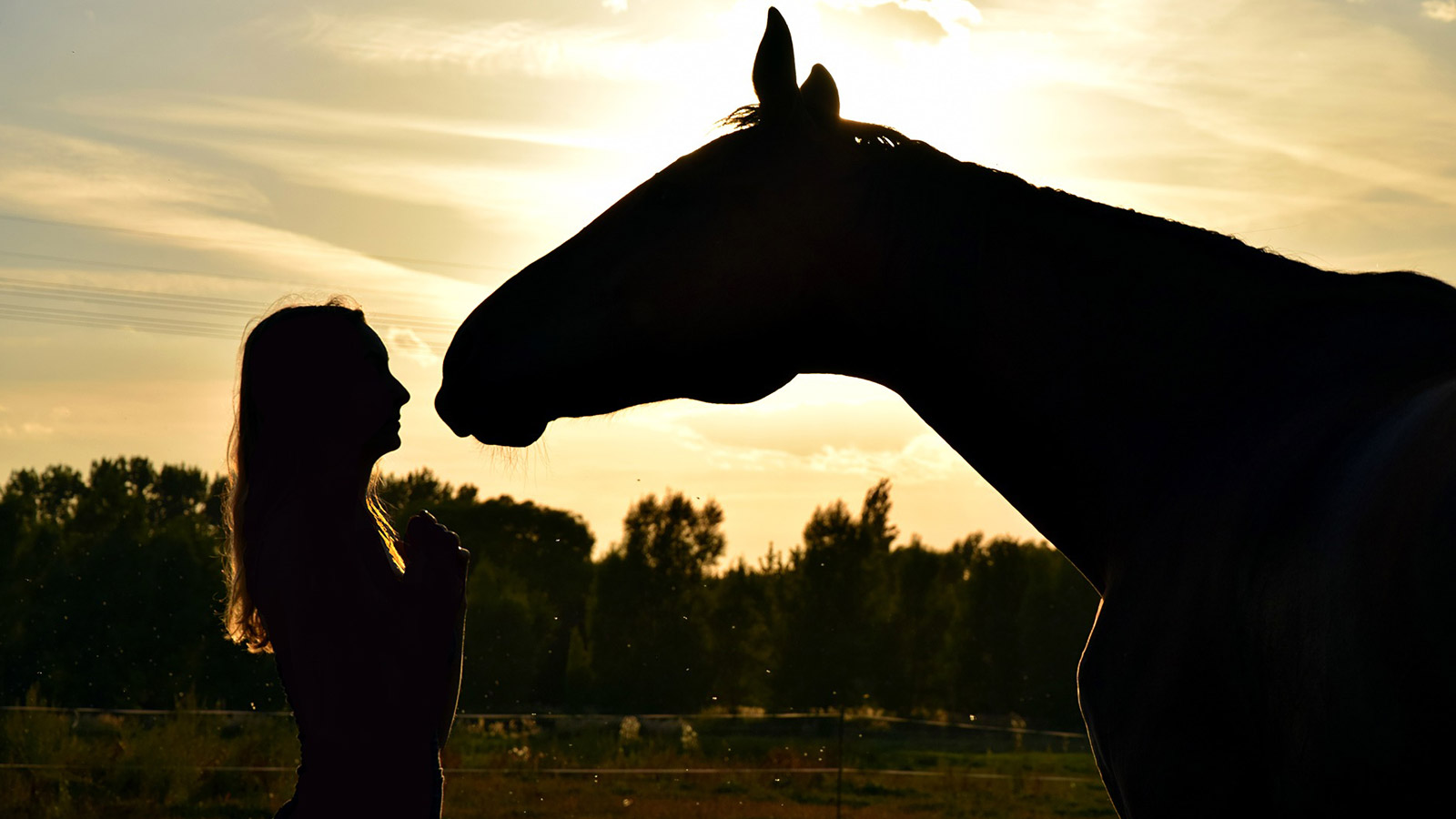 THE HORSE AS THE HEALER