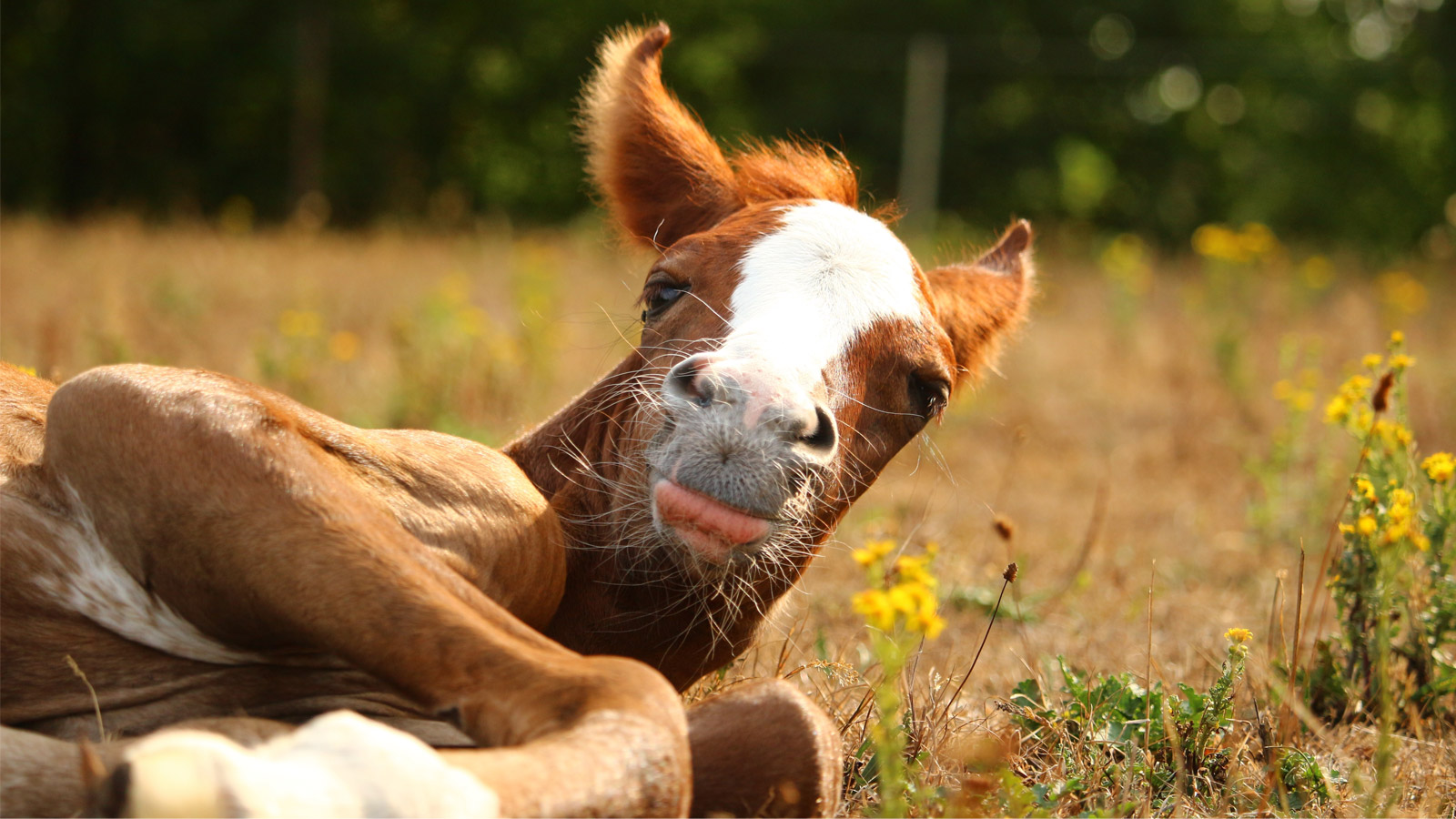 SEPSIS IN FOALS