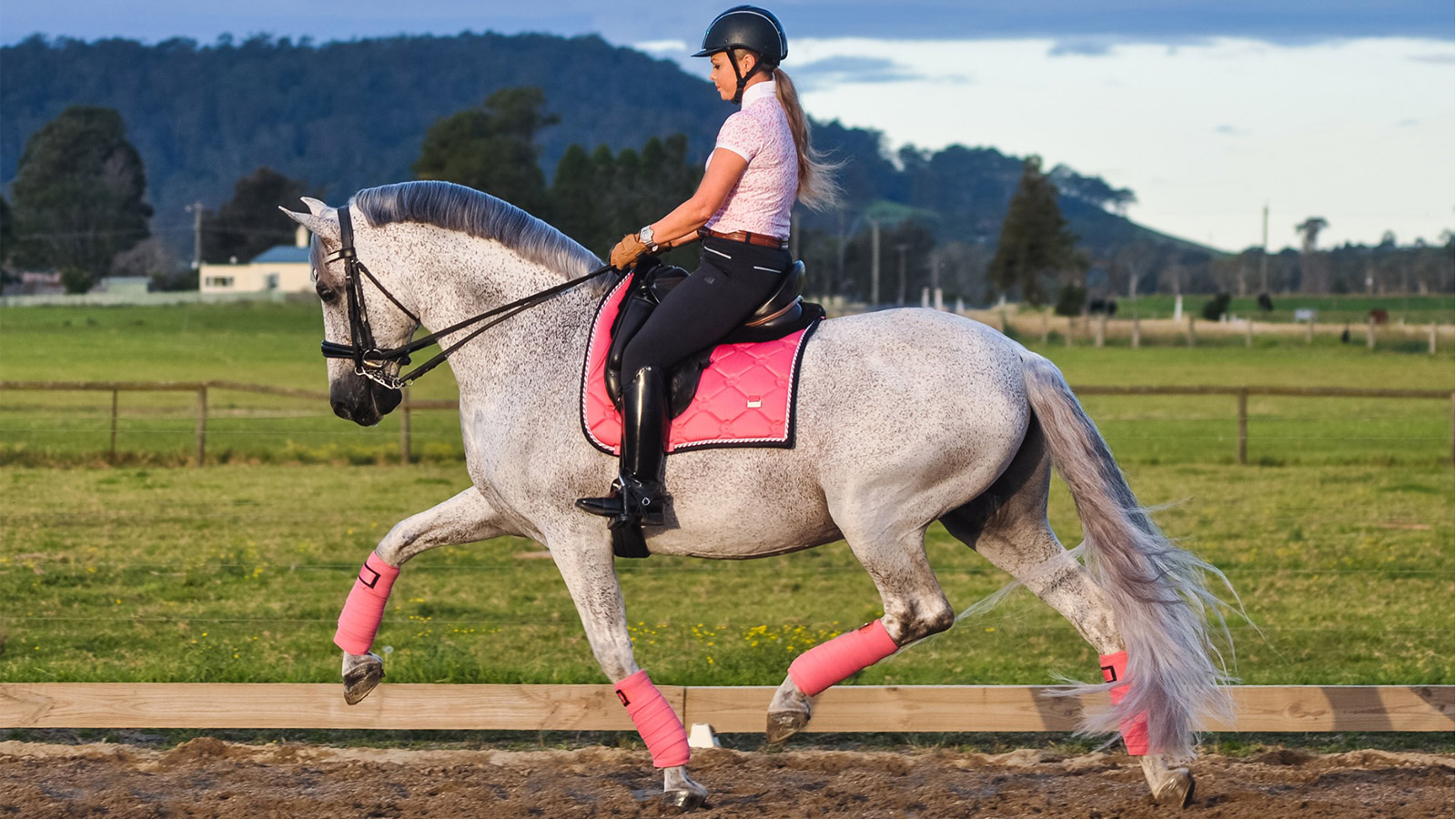 A GOOD GUT FEELING FOR PERFORMANCE HORSES