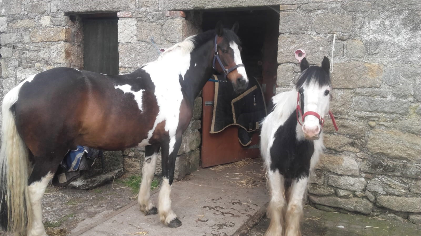 IRISH WOMEN RIDE TO THE RESCUE
