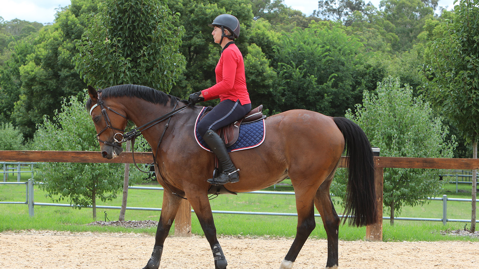 TRAINING THE REIN-BACK