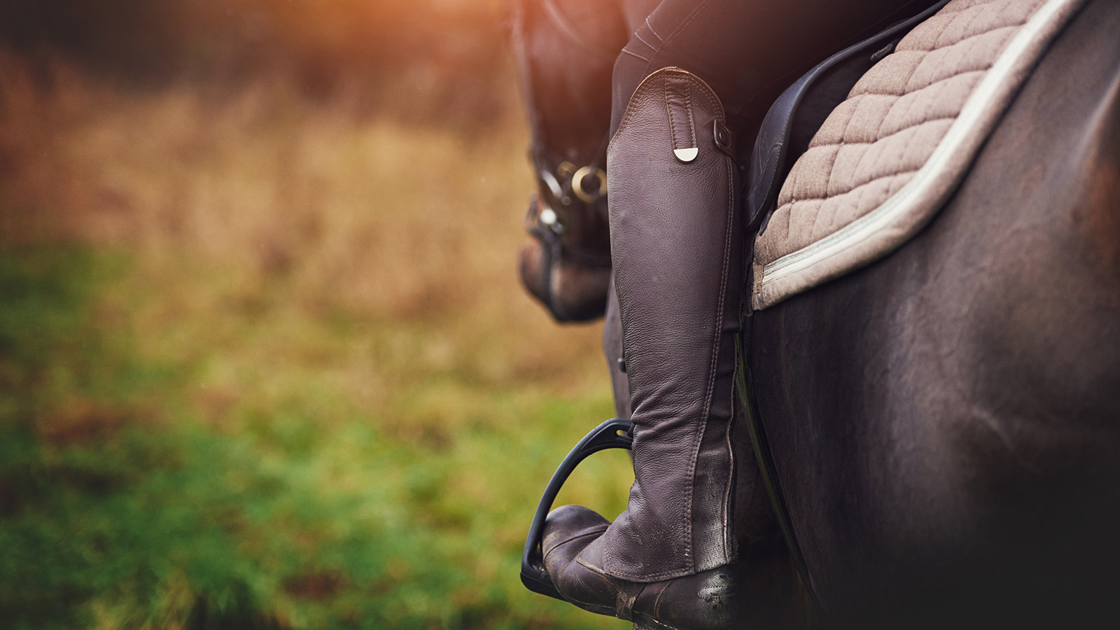WEIGHING UP EQUINE WELFARE