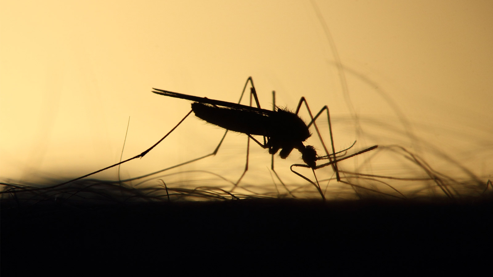 JAPANESE ENCEPHALITIS: NO CAUSE FOR ALARM