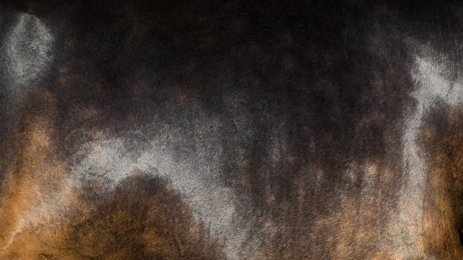 MAXIMISING ABSORPTION IN YOUR HORSE’S DIET
