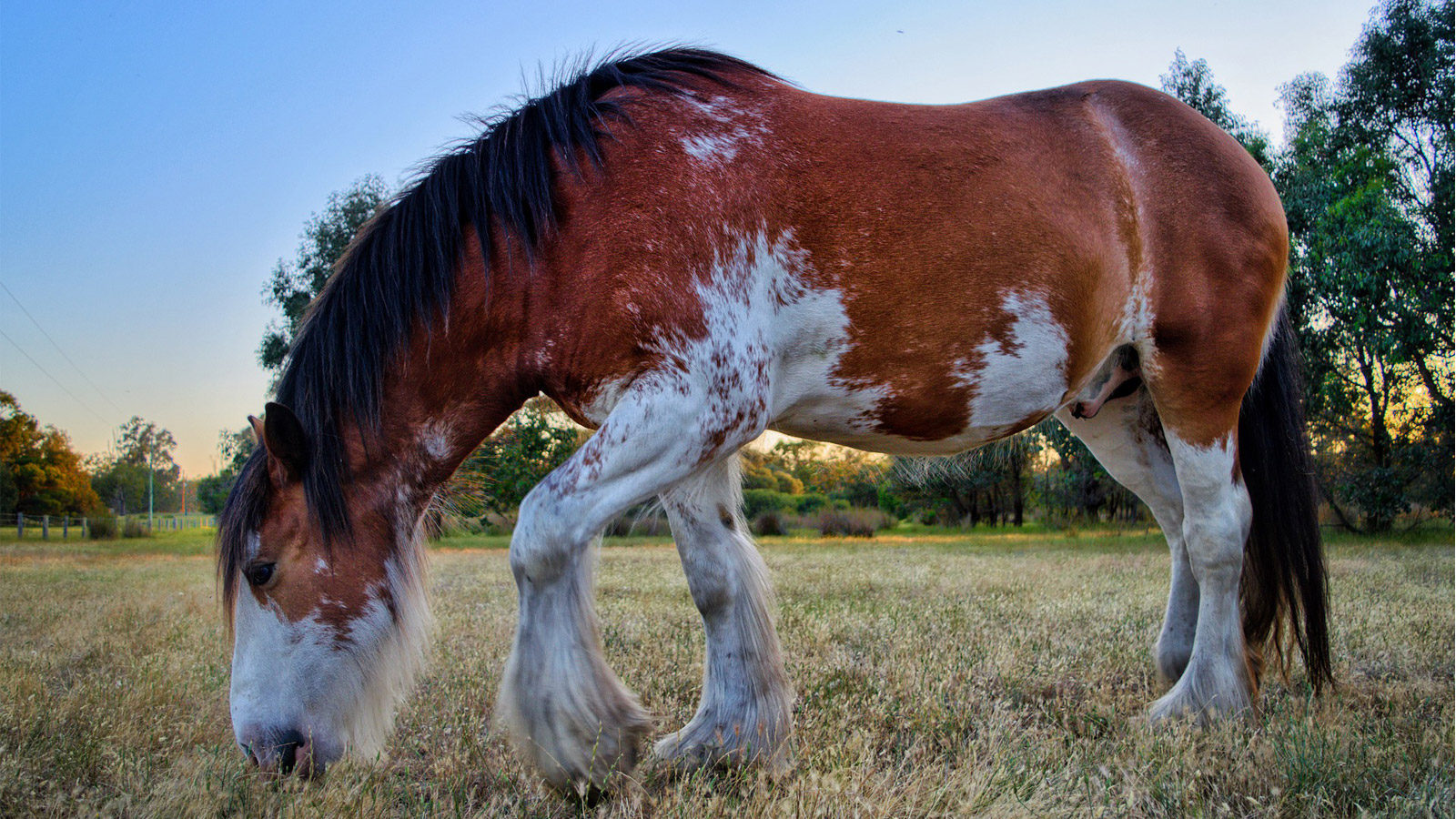 A ‘HANGRY’ HORSE IS AN UNHAPPY HORSE
