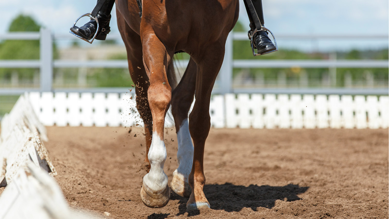 THE LANGUAGE OF DRESSAGE: <br>STRAIGHTNESS