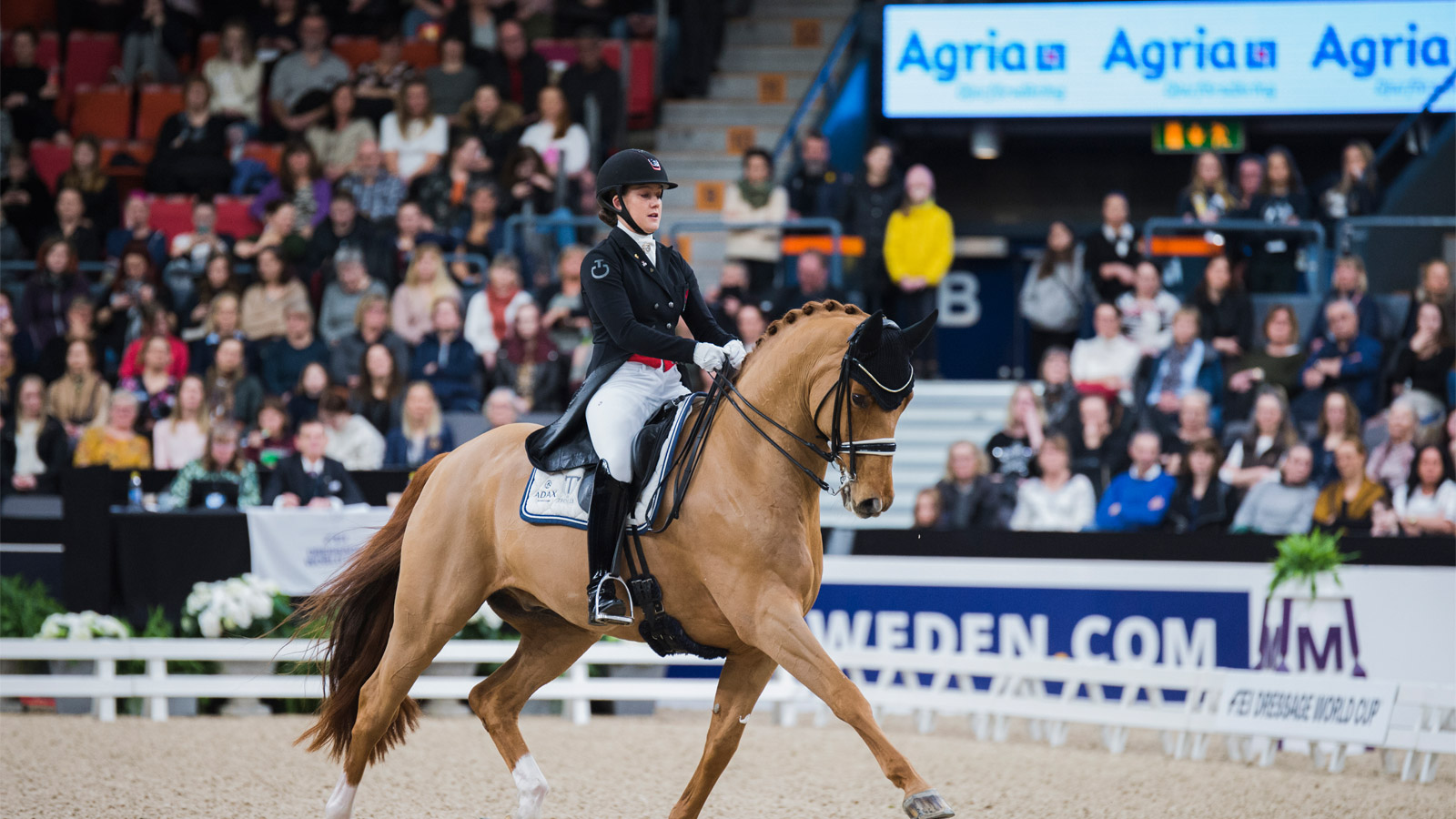 TRAIN YOUR HORSE FOR LONGEVITY