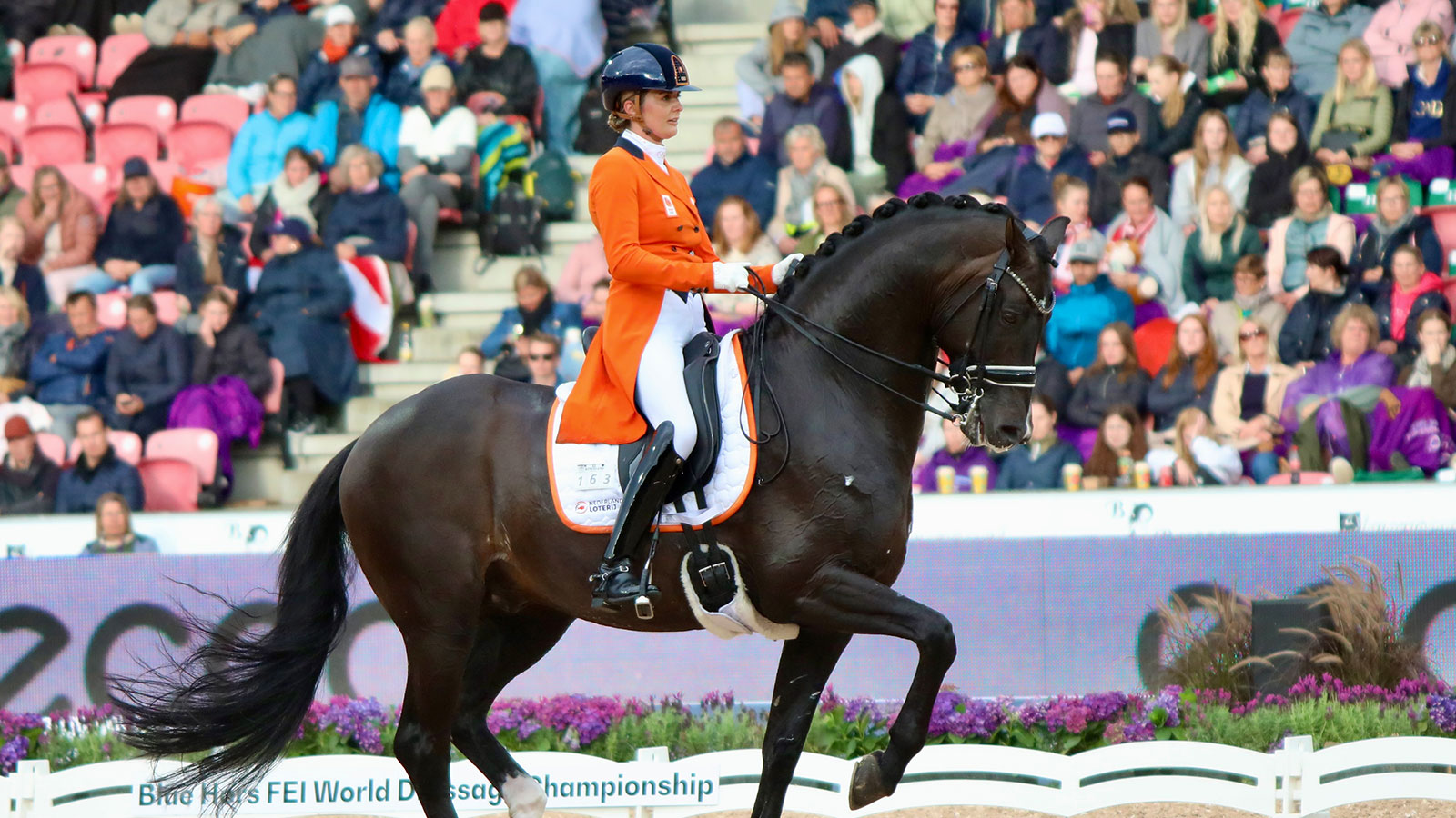 GRAND PRIX HORSES TO WATCH