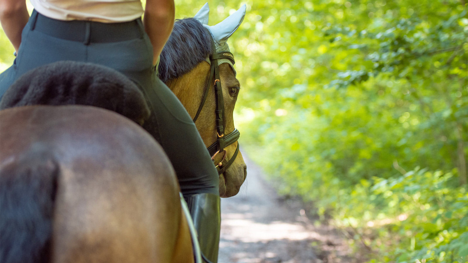 THE EQUESTRIAN’S TRAINING SCALE