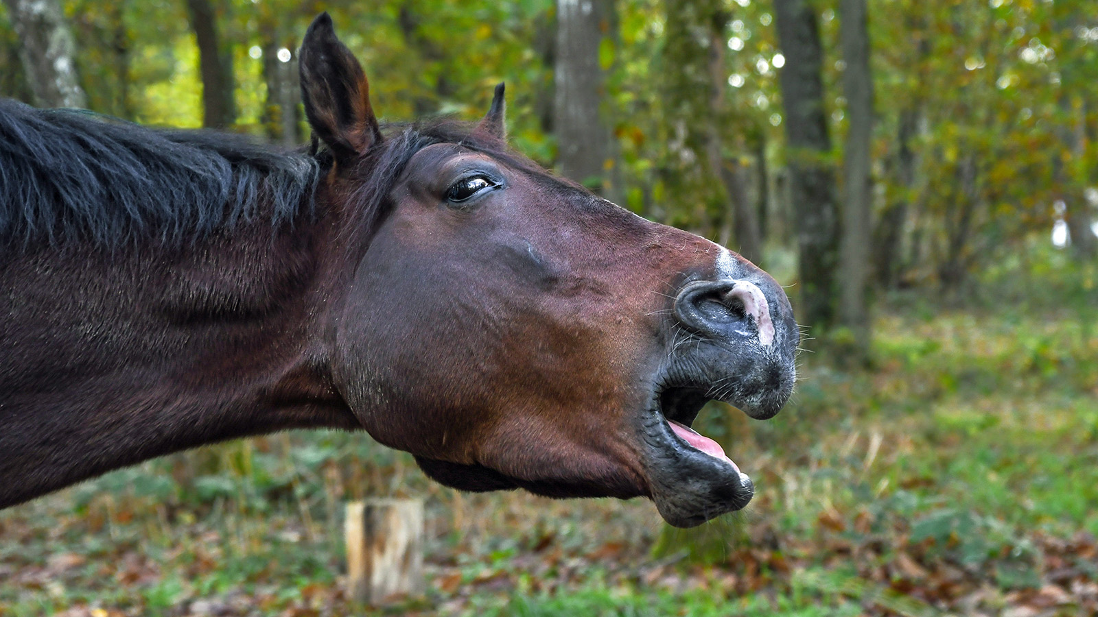 WHEN HORSES CHOKE