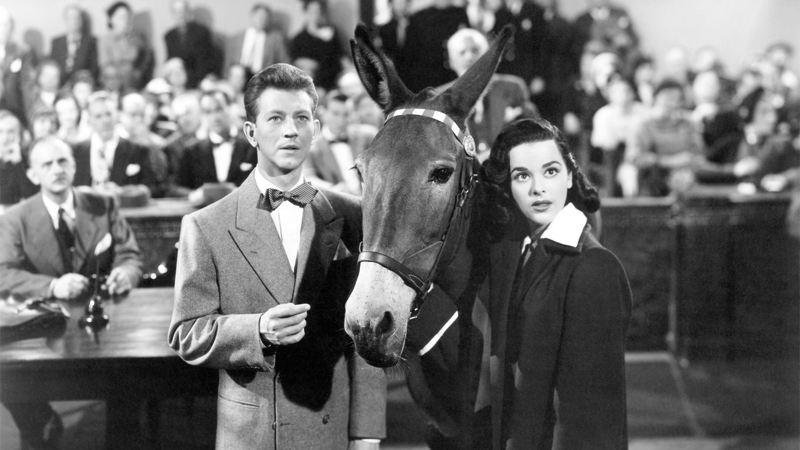 FRANCIS THE TALKING MULE