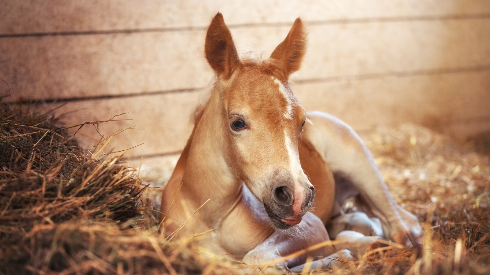 THE JOY OF RAISING FOALS