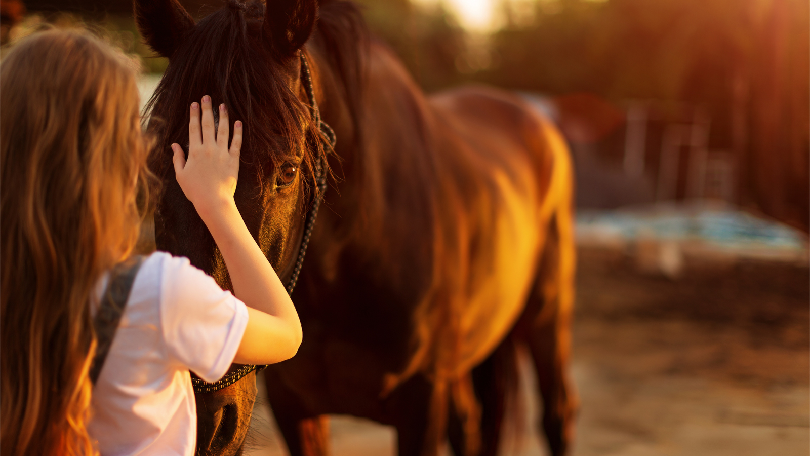 WHAT DOES HORSE  WELFARE REALLY MEAN?