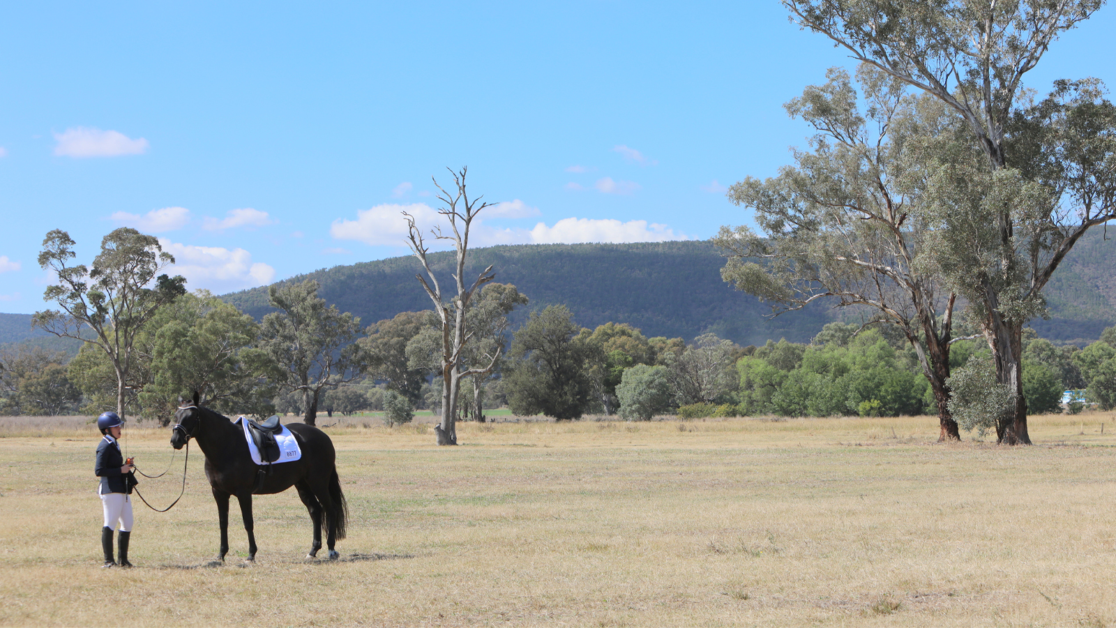 DRESSAGE IN THE BUSH BRINGS OUT THE BEST
