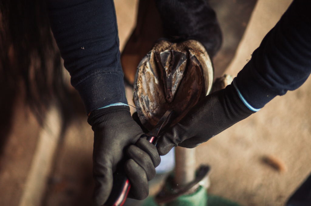 The leading cause of hoofrelated lameness in horses and how to treat