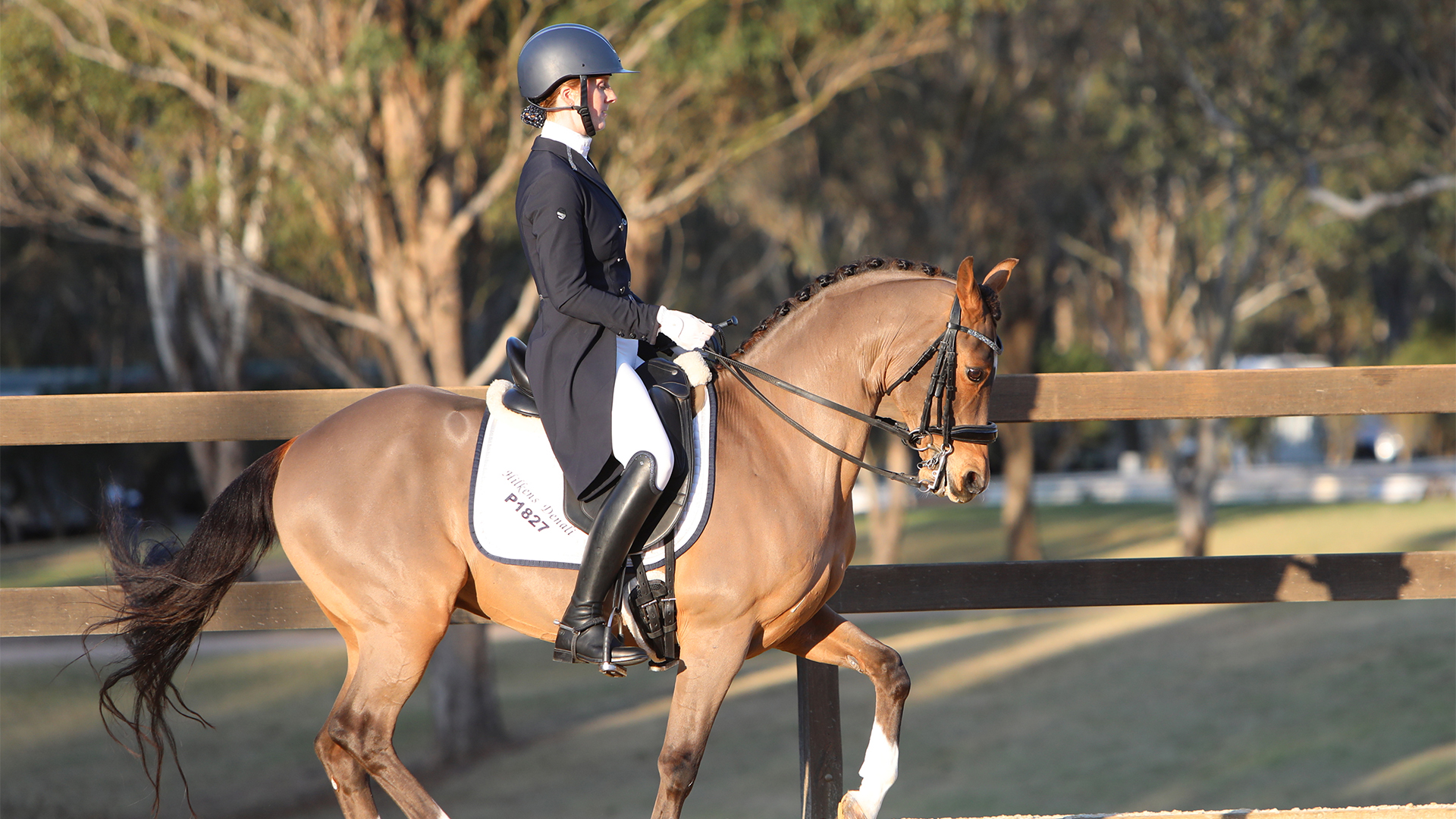 PONY DRESSAGE LEGEND RETIRES
