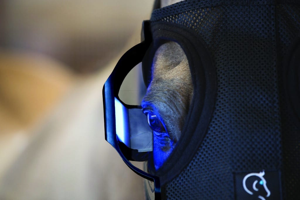Close up image of Equilume on horse's eye