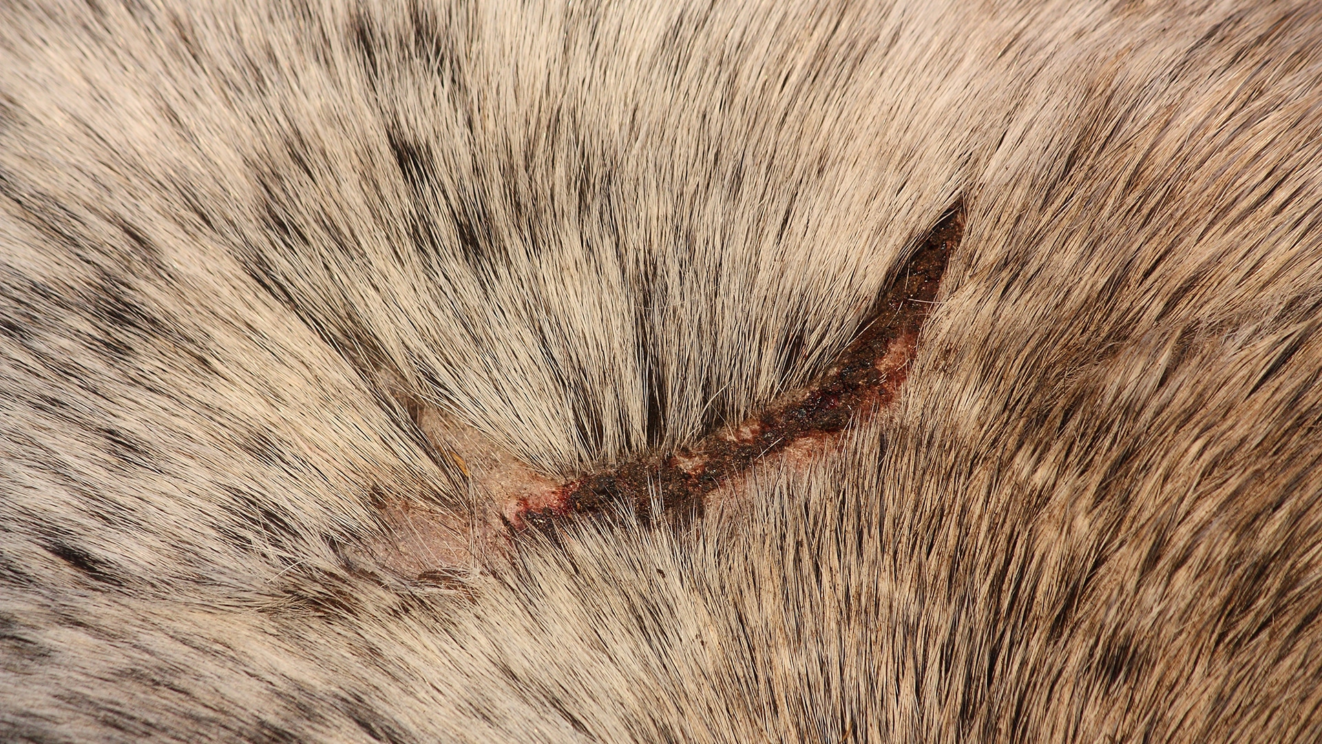 TREATING SUPERFICIAL WOUNDS 