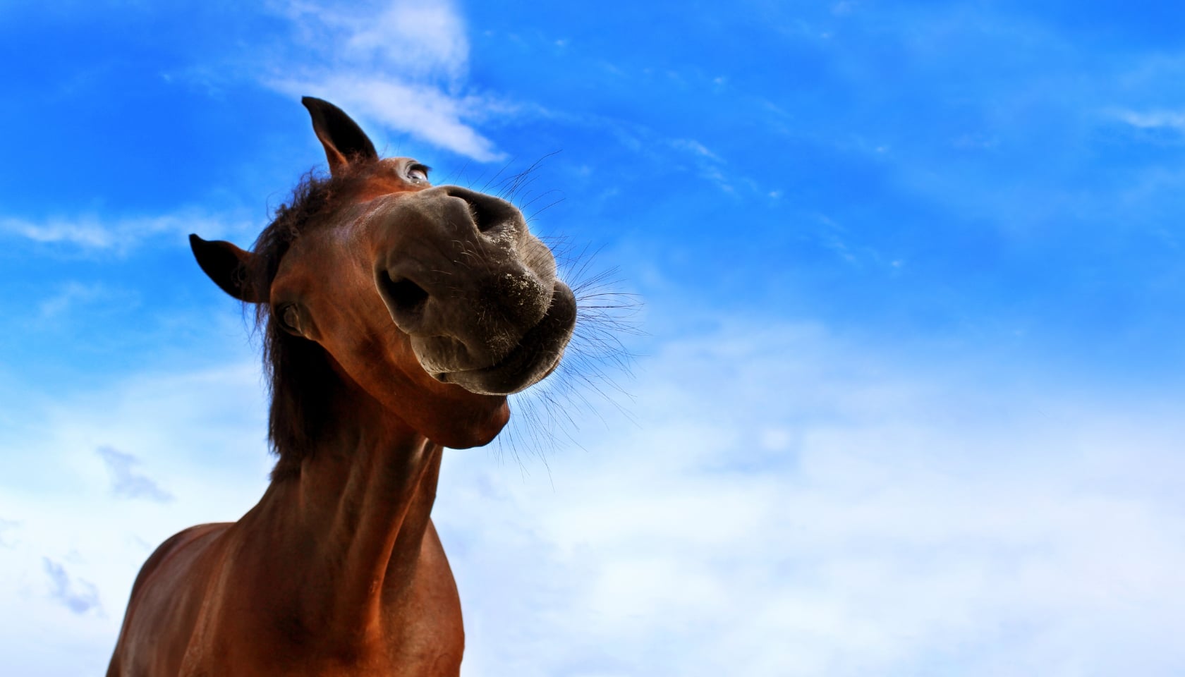 WHY INSURE? MURPHY WAS A HORSE
