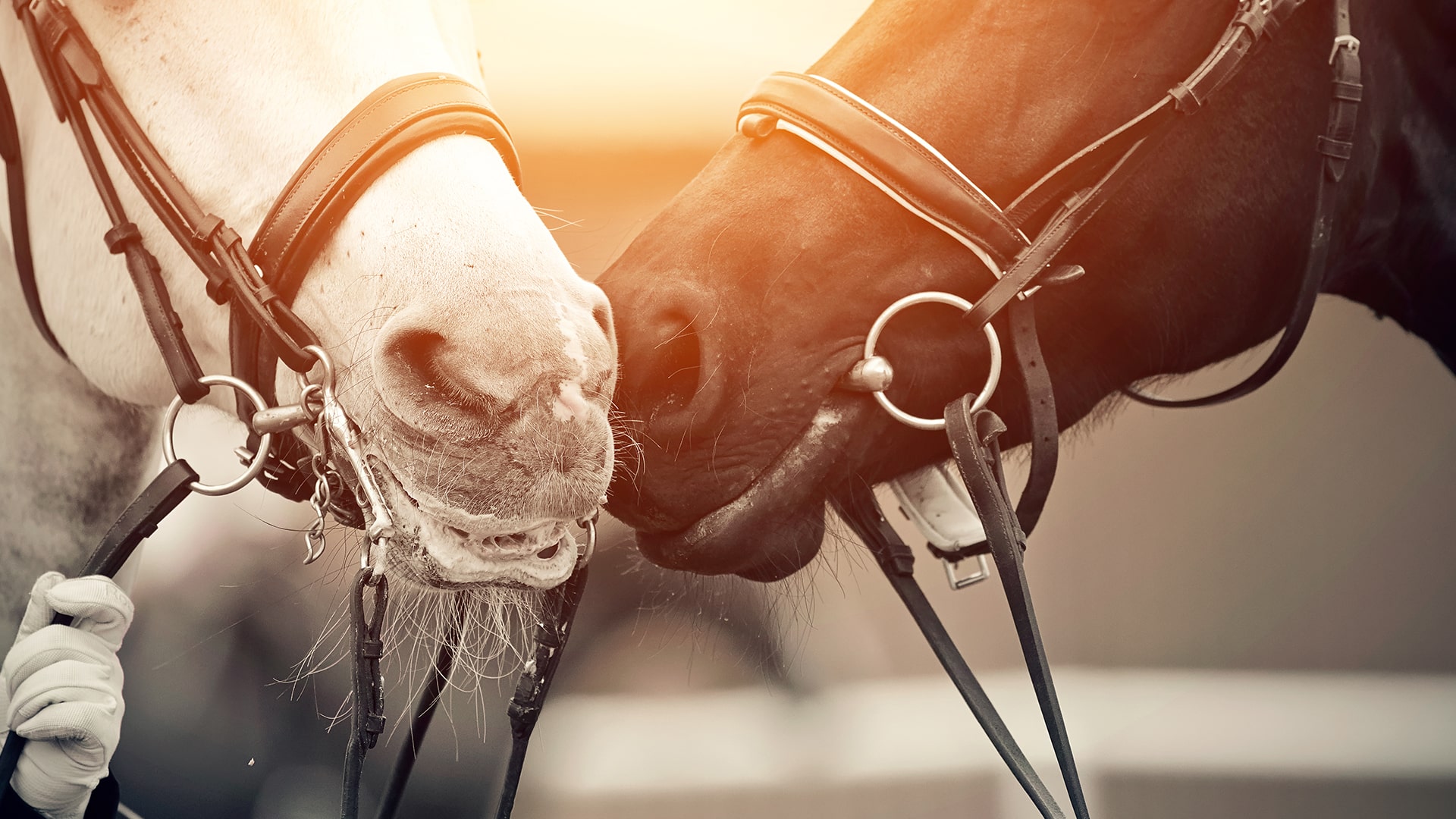 THE SNAFFLE’S MOMENT: A TURNING POINT IN DRESSAGE