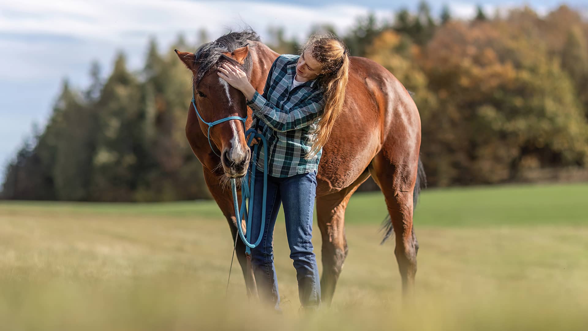 A PRACTICAL GUIDE TO BUYING A HORSE